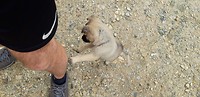 My hiking mate😍😍