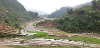 Rice paddy