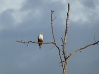 Sea eagle