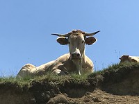 Hautacam