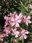 leuke bloemen langs de weg