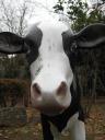 MOOOOOOOEEEE!!!