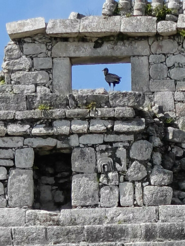 Chichen Itza Vogel