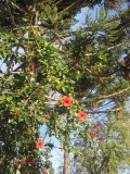 IMG_0761