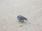 IMG_0800