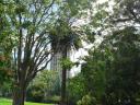 Auckland City