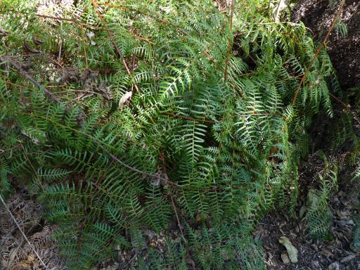 Leaves