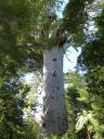 Grootste Kauri-boom van Nieuw-Zeeland