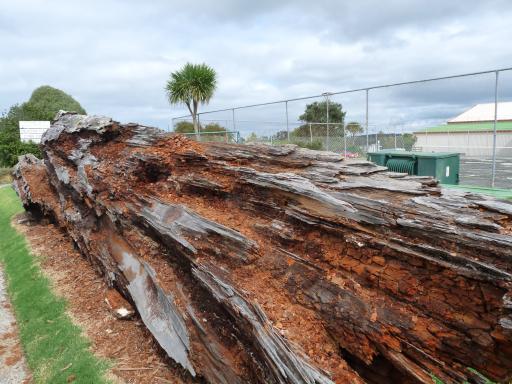 Oude Kauri-boom