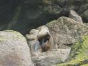 Seal Colony