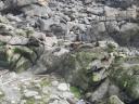 Seal Colony