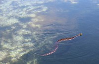IMG_0595