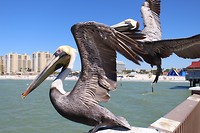 IMG_0806
