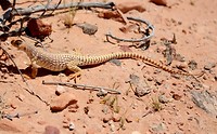 valley of fire 2