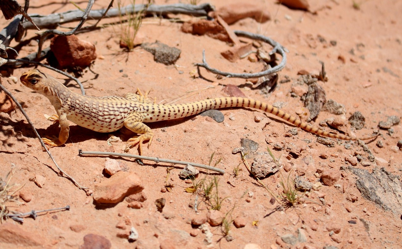 valley of fire 2