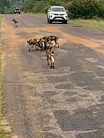 IMG_1520