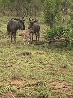 IMG_1537