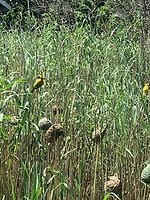IMG_1894