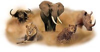 De big 5 Zuid Afrika