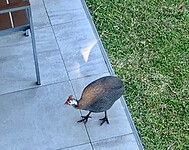 IMG_2427