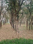 IMG_3121