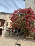IMG_4782