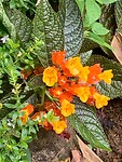 IMG_5524