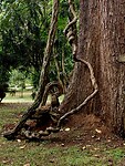 IMG_5550