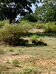 IMG_5882