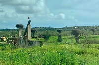 IMG_6366