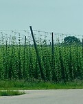 IMG_6506