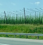 IMG_6502