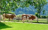 IMG_1016