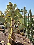 IMG_8520