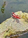 IMG_8888