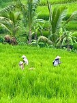 IMG_8974