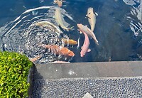 IMG_9390