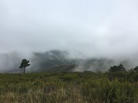 Mist