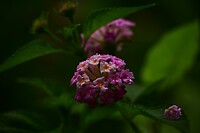 DSC_2342