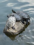 Zonnende schildpadden
