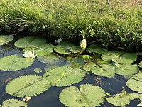 Waterlelies