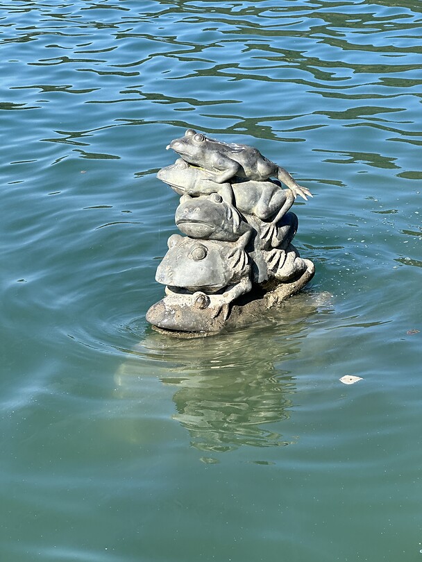 Nine frogs