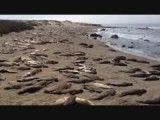 Dag 10 Naar Pismo Beach