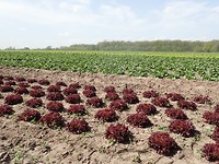P4240029