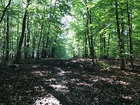 IMG_1296