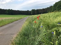 IMG_1550