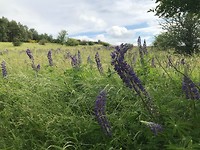 IMG_1665