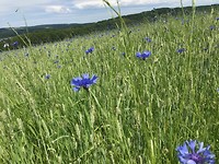 IMG_1684