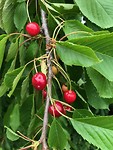IMG_1867