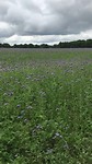 Koekoek